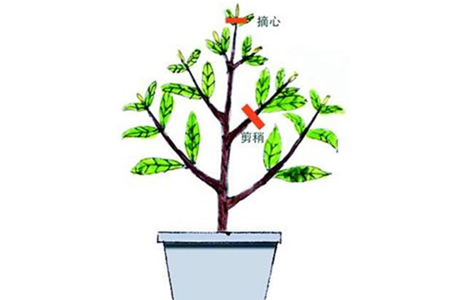 栀子花生长期修剪方法