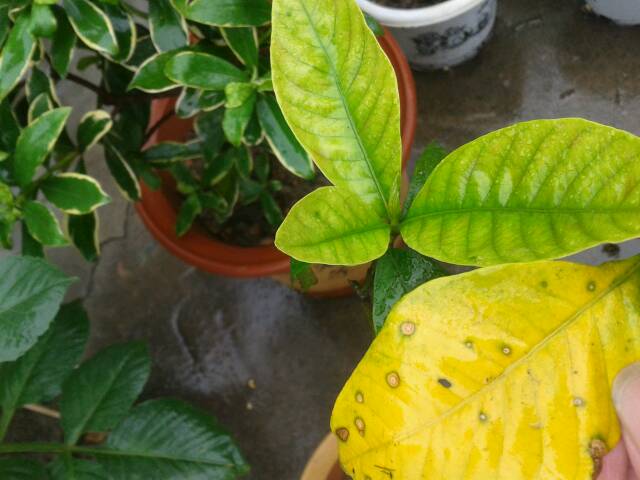 栀子花黄化病