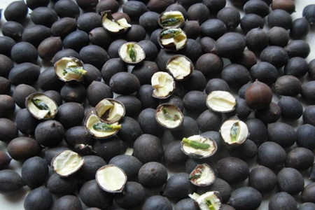 荷花种子的种植过程