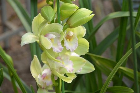 蕙兰的品种有哪些