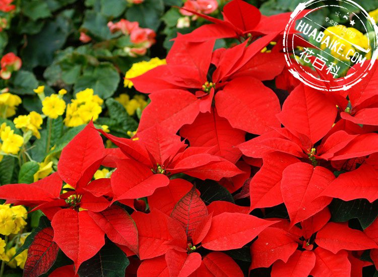 一品红图片欣赏_一品红怎么养 - 花百科