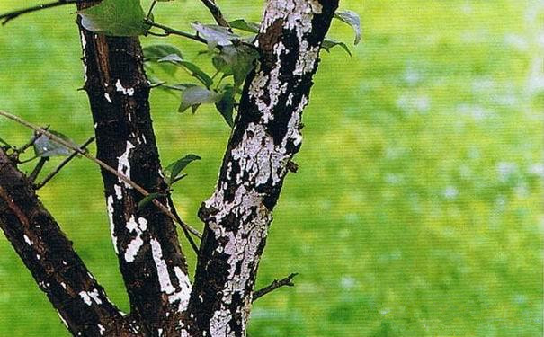 梅花常见病害与防治