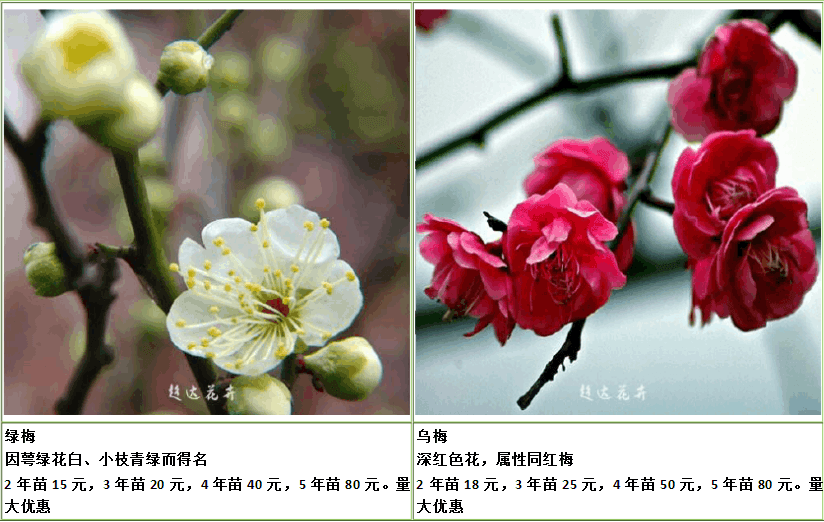 梅树跟梅花树的区别图片