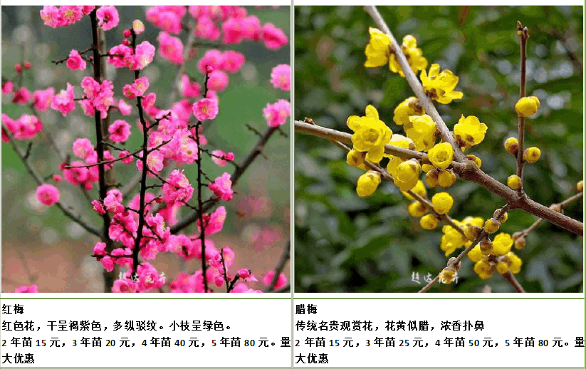 梅树跟梅花树的区别图片