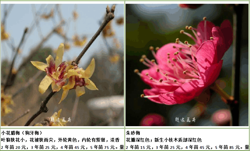 梅花的品种分类