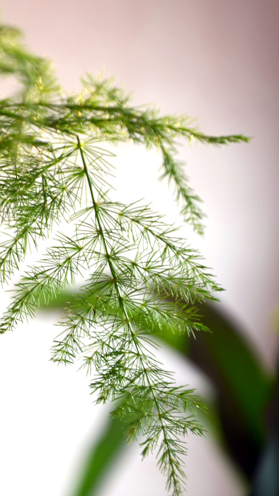 文竹图片欣赏 - 花百科