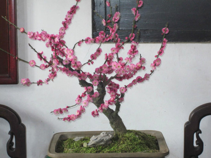 盆栽梅花养殖的注意事项