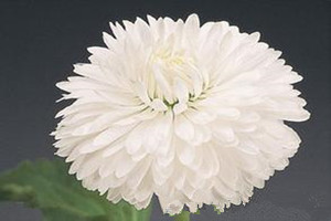 雏菊有哪些品种