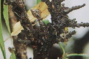 桃流胶病的发病症状