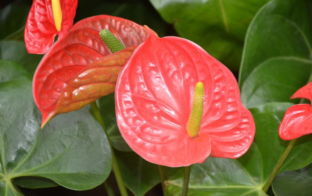 红掌有哪些品种 - 花百科