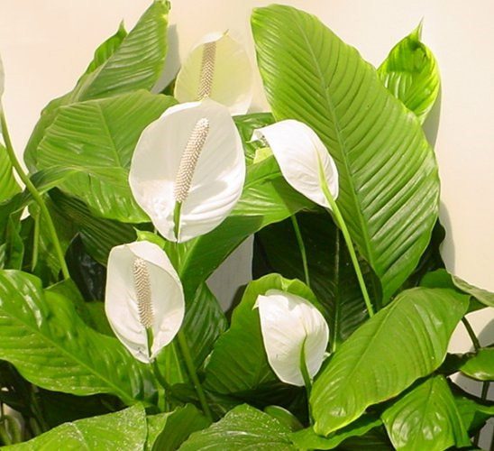 白掌有哪些品种?