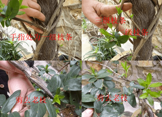 金银花的修剪 金银花的修剪