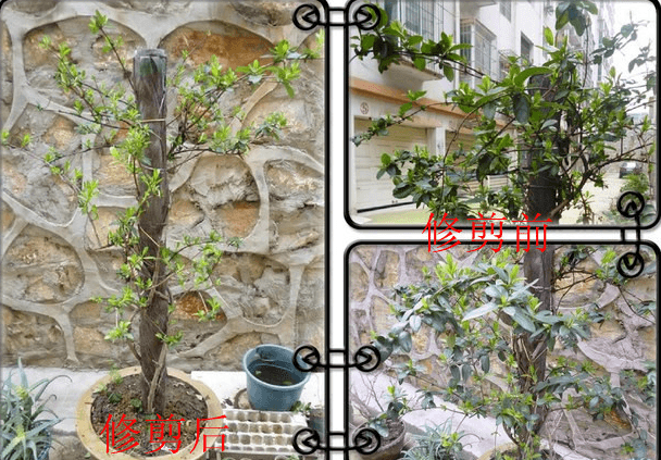 树形金银花修剪 树形金银花修剪