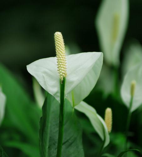 白鹅掌花图片