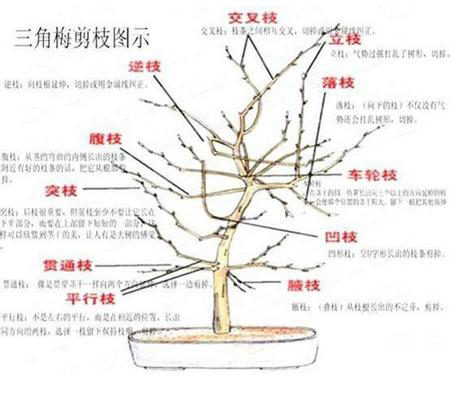 三角梅的修剪方法图