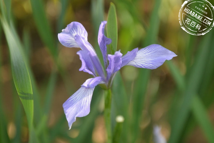 紫色马蔺花
