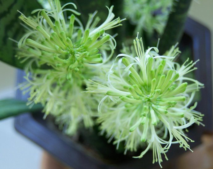 开花的虎皮兰