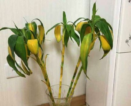 水培富貴竹葉子發黃：施肥不當
