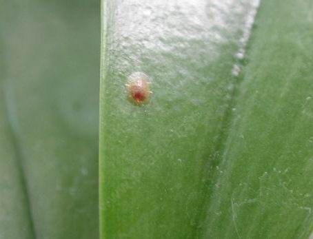 虎皮兰介壳虫