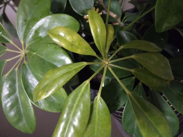 鸭脚木叶斑病