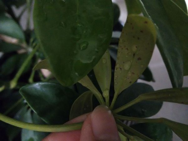鸭脚木(鹅掌柴)病害及防治方法