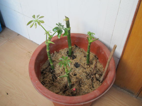 鸭脚木(鹅掌柴)扦插方法