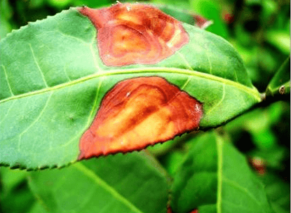 茶花云纹叶枯病