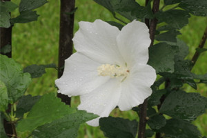 白花单瓣木槿