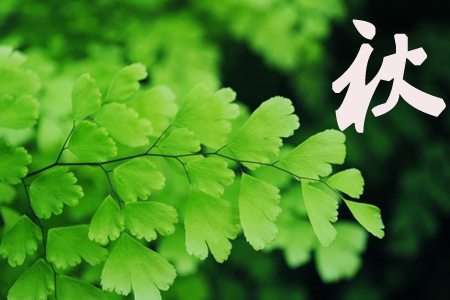 铁线蕨秋 铁线蕨秋