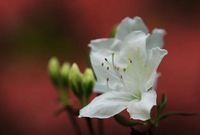 白色杜鹃花 白色杜鹃花