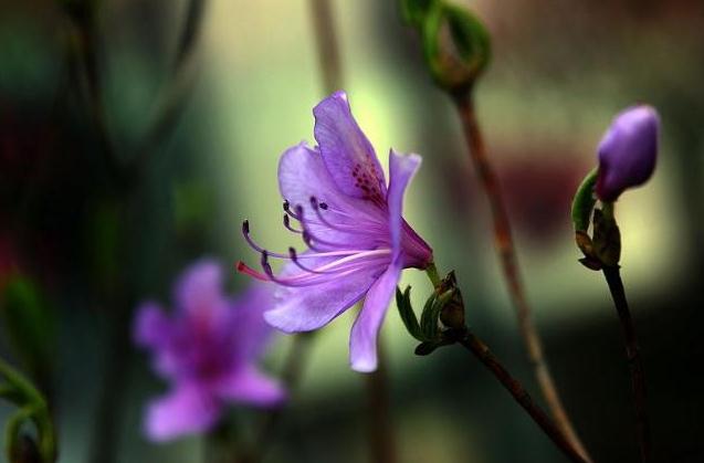 桃红杜鹃花 桃红杜鹃花