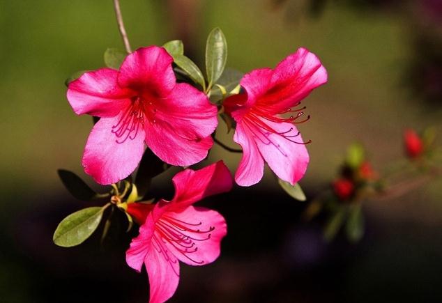 红色杜鹃花 红色杜鹃花
