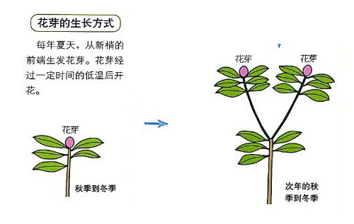 杜鹃花花芽 杜鹃花花芽