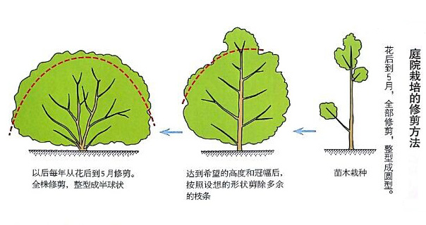 庭院栽培法 庭院栽培法