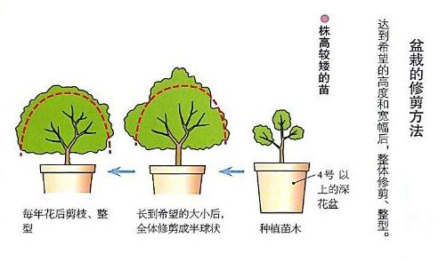 盆栽修剪法 盆栽修剪法