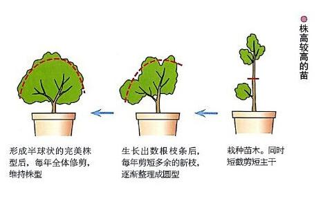 较高杜鹃修剪法 较高杜鹃修剪法