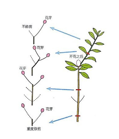 干枝杜鹃的养殖方法图片