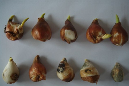 郁金香鳞茎腐烂了怎么办