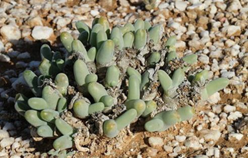 Dactylopsis digitata ：亲指姬
