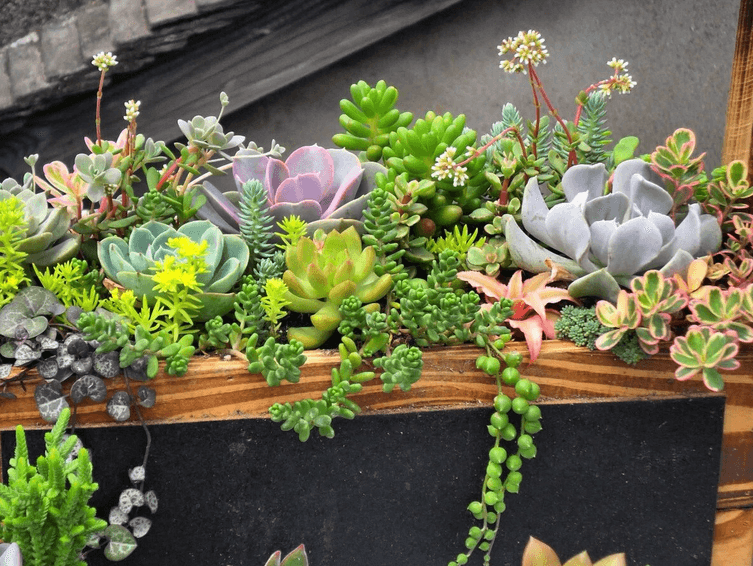 多肉拼盆知多少 - 花百科