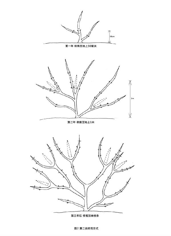 铁线莲修剪方法
