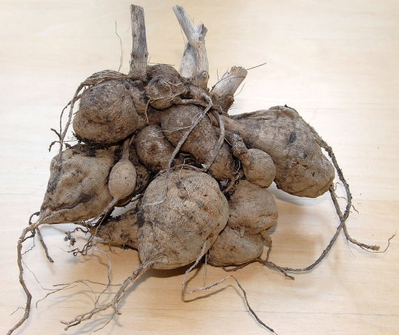 大丽花块根的贮藏方法