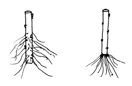 芍药的扦插方法 - 花百科