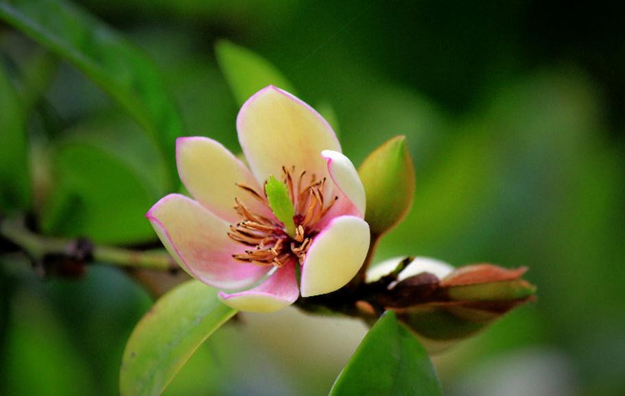 含笑冬天怎么养 - 花百科