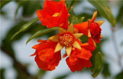 石榴花可以装饰家居
