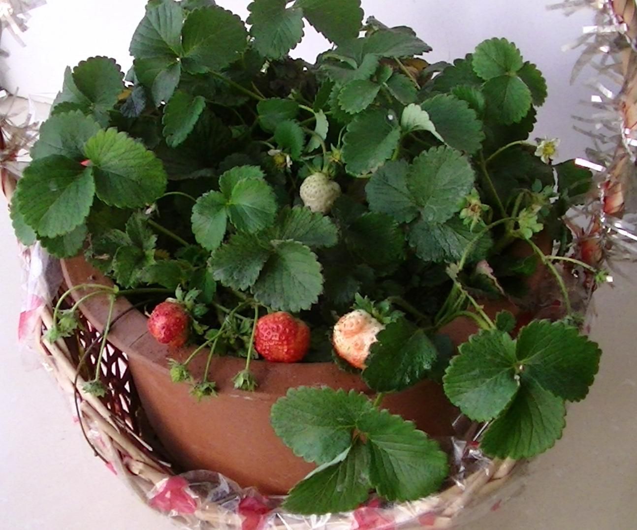草莓苗如何种植 家庭盆栽草莓的种植技巧_百科知识_学堂_齐家网