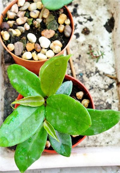 球兰扦插注意事项