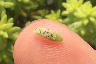 黄金万年草病害：煤烟病