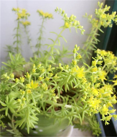 黄金万年草徒长怎么办