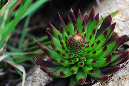 瓦松种类的鉴别方法